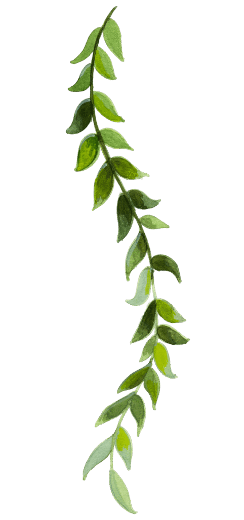 Une belle liane végétale peinte à l'aquarelle, ornée de feuilles avec différentes nuances de vert.