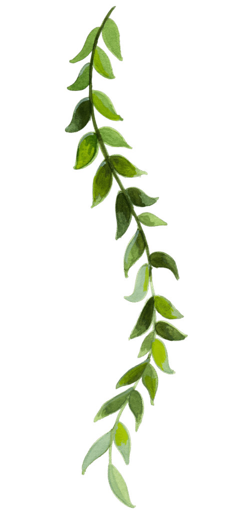 Une belle liane végétale peinte à l'aquarelle, ornée de feuilles avec différentes nuances de vert.